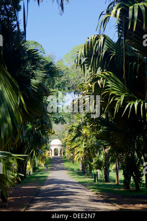 Jardins botaniques royaux, Peradeniya, Kandy, Sri Lanka, Asie Banque D'Images