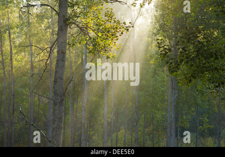 Matin brumeux - ensoleillement venant en rayons visibles à travers la brume du matin Banque D'Images