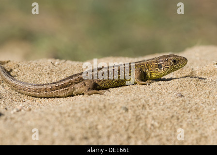 Sand lizard Lacerta agilis, Banque D'Images