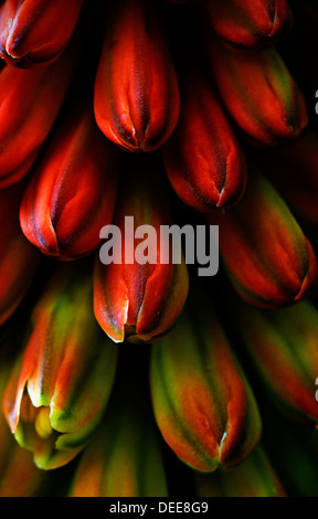 Couleurs intenses de Redhot Poker (Kniphofia Tritoma ou usine) Banque D'Images