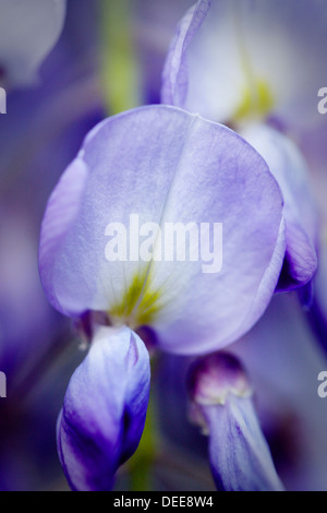 Un détail d'une fleur de glycine violette. Banque D'Images