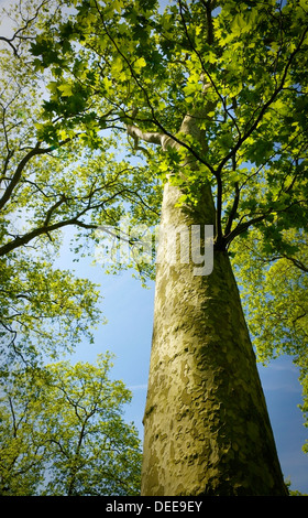 Low angle view of un sycomore. Banque D'Images