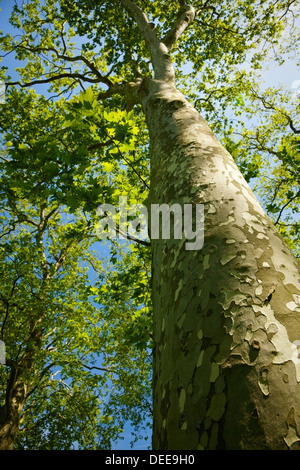 Low angle view of un sycomore. Banque D'Images