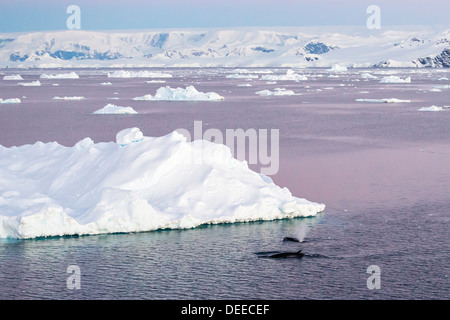 Un adulte petit rorqual de l'Antarctique (Balaenoptera bonaerensis) surfacing dans le détroit de Gerlache, l'Antarctique, océan du Sud Banque D'Images