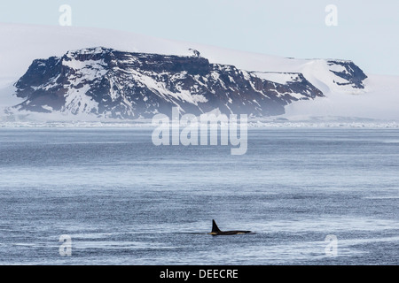 Une famille de type B Big killer whales (Orcinus orca) au son de l'Antarctique, l'Antarctique, dans le sud de l'océan, les régions polaires Banque D'Images