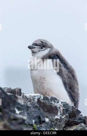 Manchot à Jugulaire (Pygoscelis antarctica) chick, Hannah Point, l'île Livingston, Îles Shetland du Sud, l'Antarctique Banque D'Images