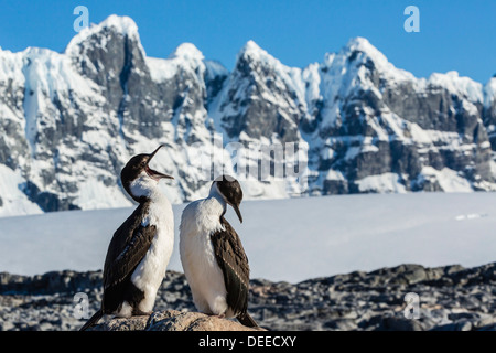 Shag Antarctique adultes (Phalacrocorax atriceps) (bransfieldensi) avec chick, Jougla Point, Port Lockroy, l'Antarctique Banque D'Images