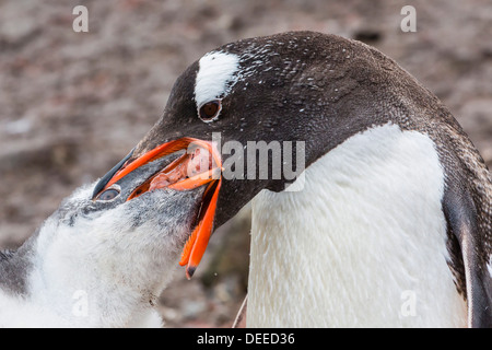 Des profils Gentoo pingouin (Pygoscelis papua) poussin alimentation, Hannah Point, l'île Livingston, Îles Shetland du Sud, l'Antarctique Banque D'Images