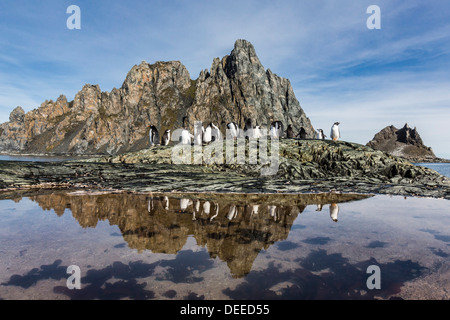 Manchots adultes (Pygoscelis papua) et les Manchots à Jugulaire (Pygoscelis antarctica), Elephant Island, Antarctica Banque D'Images