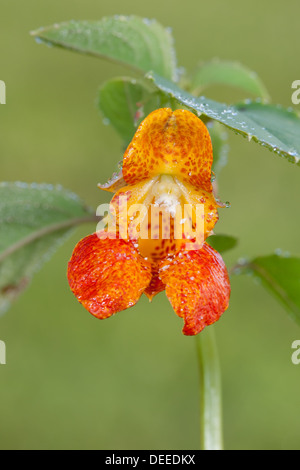 Une Orange Jewelweed (Impatiens capensis) wildflower alias biflore couvertes de gouttes de rosée du matin. Banque D'Images