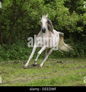 Arabian mare s'exécutant sur des pâturages en face de fond vert Banque D'Images