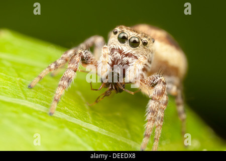 Zodariidae (Pelegrina proterva) - femelle avec les proies Banque D'Images