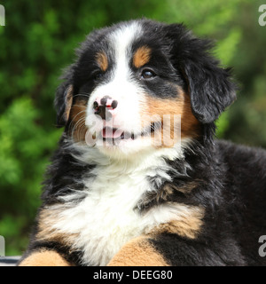 Portrait de chiot couché Banque D'Images