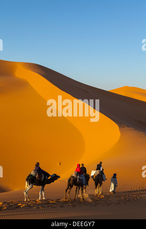 Les touristes en safari de chameau, désert du Sahara, Merzouga, Maroc, Afrique du Nord, Afrique Banque D'Images