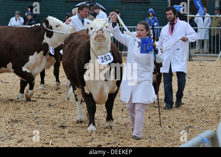 Défilant bovins dans l'anneau de jugement à la baignoire & West Show, Somerset, UK Banque D'Images