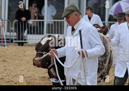 Défilant bovins dans l'anneau de jugement à la baignoire & West Show, Somerset, UK Banque D'Images