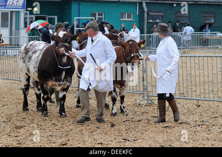 Défilant bovins dans l'anneau de jugement à la baignoire & West Show, Somerset, UK Banque D'Images