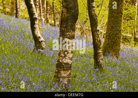 Bluebells Millers de bois, près de à Colton dans le Parc National du Lake District, Cumbria, Angleterre, Royaume-Uni, Europe Banque D'Images