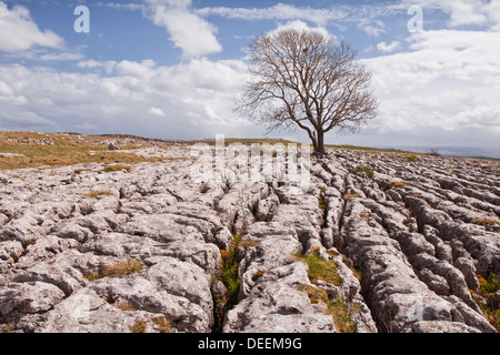 Un vieil arbre tordu et dans un lapiez près de Malham dans le Yorkshire Dales, Yorkshire, Angleterre, Royaume-Uni Banque D'Images