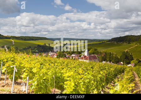 Vignes de Champagne au-dessus du village de Viviers-sur-Artaut, Côte des Bar salon de l'aube, Champagne-Ardenne, France Banque D'Images
