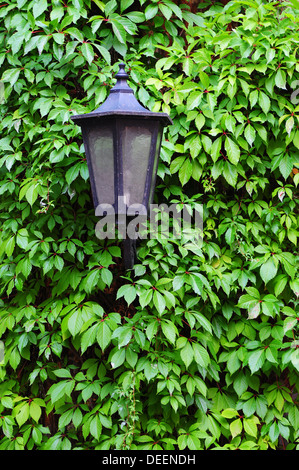 Old vintage lampe de rue sur un mur recouvert de lierre vert Banque D'Images