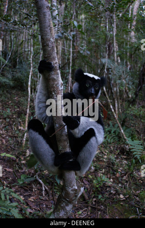 Lémurien Indri dans le Parc National d'Analamazaotra, Madagascar Banque D'Images