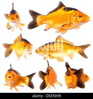 Collection de goldfish posent sur fond blanc Banque D'Images