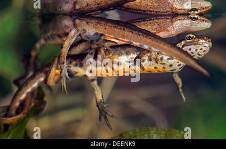 Tritons lisse / common newt (Lissotriton vulgaris / Triturus vulgaris) afficher le comportement de cour au printemps sous l'eau Banque D'Images