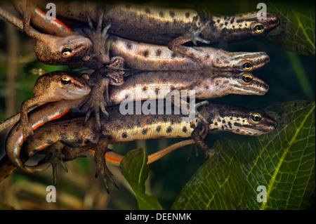 Tritons lisse / common newt (Lissotriton vulgaris / Triturus vulgaris) afficher le comportement de cour au printemps sous l'eau Banque D'Images