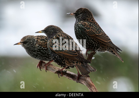 Trois Étourneaux commune / L'Étourneau sansonnet (Sturnus vulgaris) perché sur la neige au cours de la direction générale de douche en hiver Banque D'Images