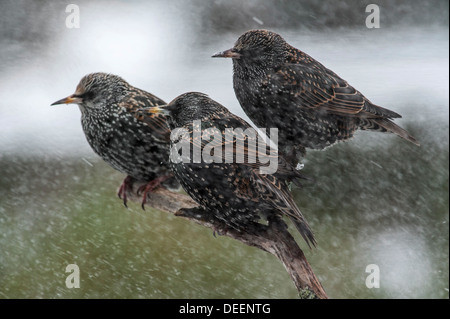 L'Étourneau sansonnet (Sturnus vulgaris) perché sur branche avec plumes fluffed out contre le froid durant l'averse de neige en hiver Banque D'Images