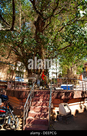 Pipal Tree dans un temple, Mahalaxmi Temple, Panaji, Goa, Inde Banque D'Images