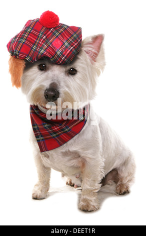 West Highland Terrier portant un chapeau tartan Banque D'Images