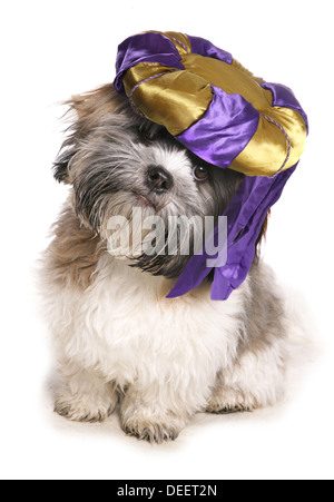 Shih Tzu portant un chapeau genie découpe studio Banque D'Images