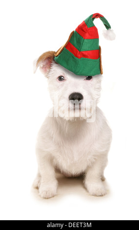 Cute dog wearing hat elf silhouette studio Banque D'Images