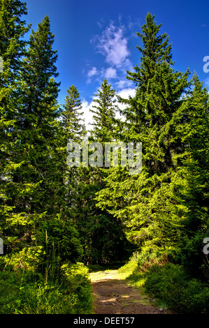 Foothpath dans carpathian forest en Transylvanie, Roumanie Banque D'Images