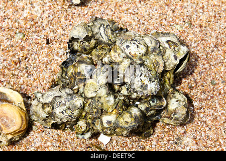 Rock Solid shell sur la plage. Banque D'Images