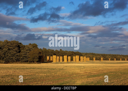 Hauteur des piles en ballots de paille dans un champ près de chaume doré woodland sous un ciel coloré Banque D'Images