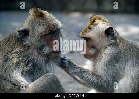 Le macaque de toilettage à Ubud, Bali Banque D'Images