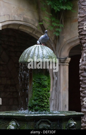 Pigeon sur une fontaine d'eau Banque D'Images