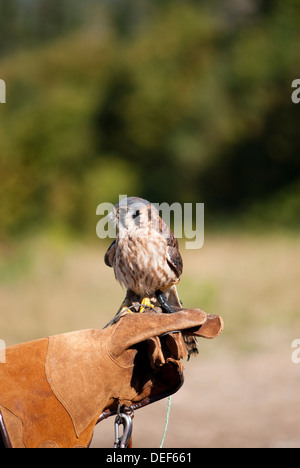 Une crécerelle perché sur un gant de cuir de M. Falconer Banque D'Images