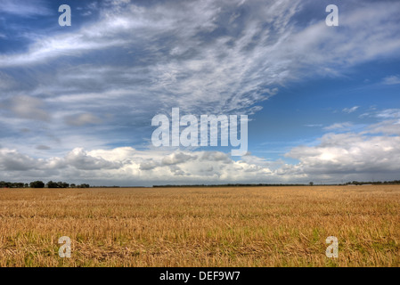 Champ après la récolte de blé sous un ciel bleu avec des nuages Banque D'Images