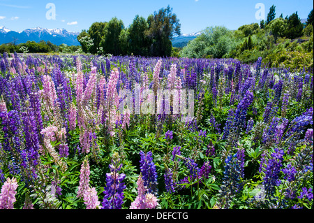 La floraison des fleurs sauvages, Parc National Los Alerces, Chubut, Patagonie, Argentine, Amérique du Sud Banque D'Images