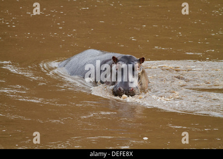 Hippopotame (Hippopotamus amphibious) dans la rivière Mara, Maasai Mara wildlife reserve, Kenya. Banque D'Images