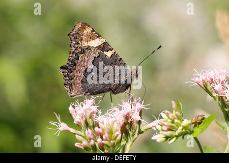 Petite écaille (Aglais urticae) butterfly montrant le dessous de son aile assis sur le chanvre Aigremoine (Eupatorium Banque D'Images