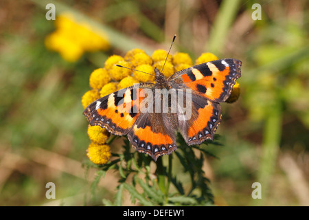 Petite écaille (Aglais urticae) papillon aux ailes ouvertes, Rhénanie du Nord-Westphalie, Allemagne Banque D'Images