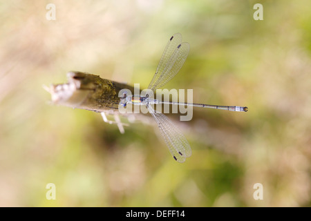 Demoiselle d'émeraude ou Spreadwing commun (Lestes sponsa), homme posé sur une tige, en Rhénanie du Nord-Westphalie, Allemagne Banque D'Images