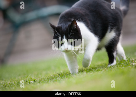 Chat noir et blanc sur le prowl Banque D'Images