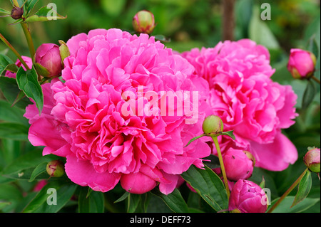 La pivoine (Paeonia), fleurs et bourgeons, Berchtesgadener Land, District de Haute-bavière, Bavière, Allemagne Banque D'Images