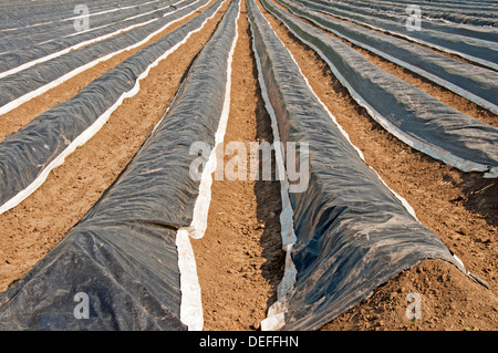 Les asperges domaine couvert de feuilles de plastique, Meschenich, Cologne, Rhénanie du Nord-Westphalie, Allemagne, Banque D'Images